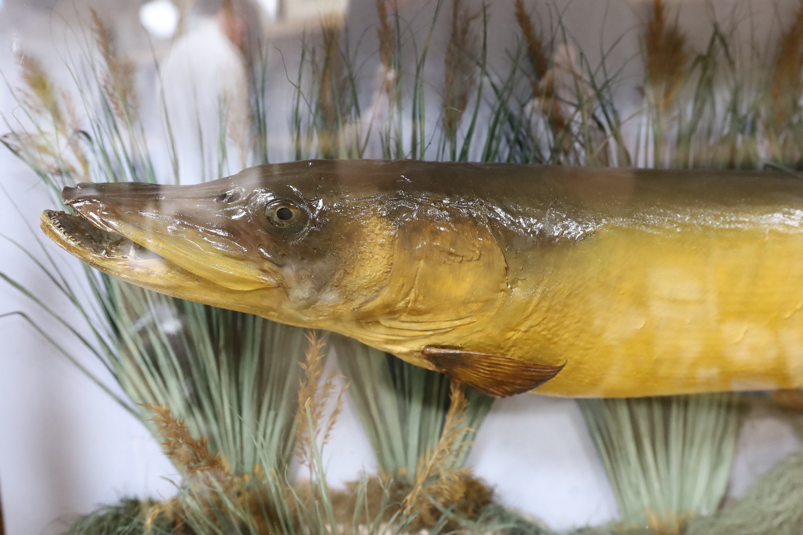Taxidermy- an early 20th century naturalistic display of two pikes in a bowfront case, 98 cm wide, 23 cm deep, 63 cm high